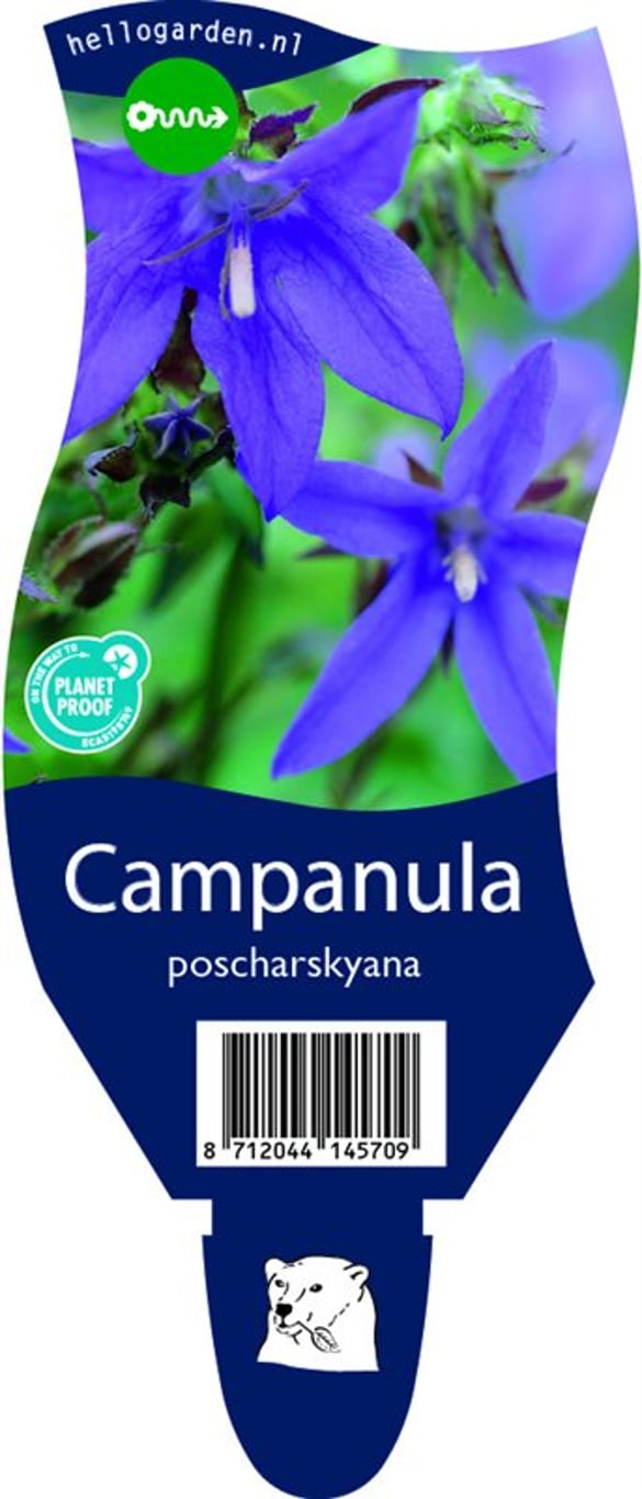 Campanula poscharskyana - P11